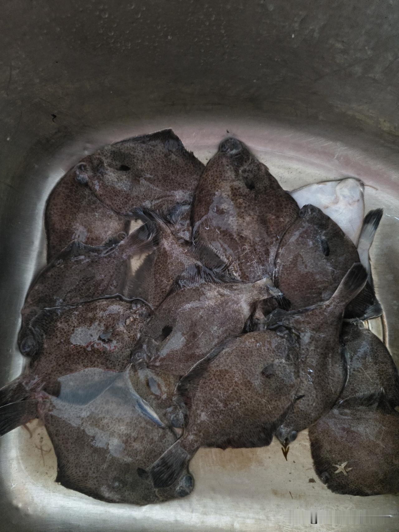 青岛海泊河早市买鼓眼鱼，这回直接买到“孙子辈”！
 
今早老公逛青岛市北区海泊河