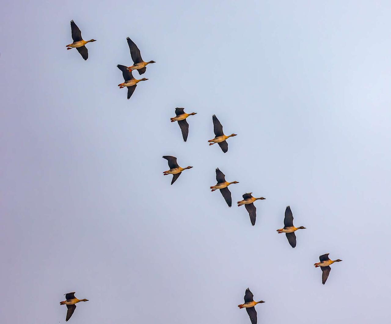 下联：雁咏北国春。