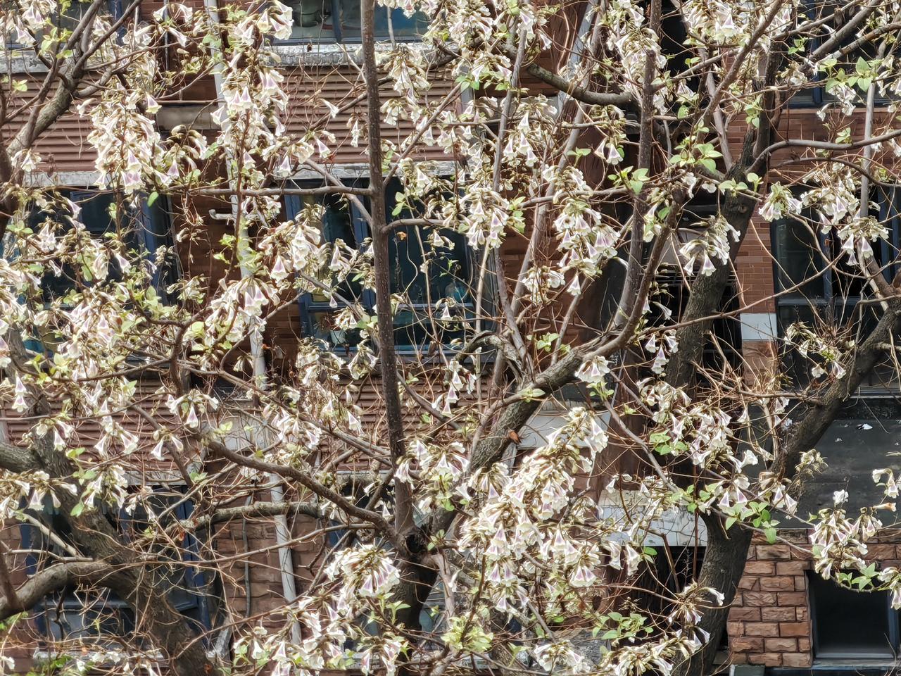家人们，必须给你们晒下八古墩紫泡桐花一条街！走在这条街上，就像掉进了紫色的梦幻世