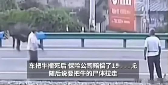 [送心]如果你撞死的是人，那人的尸体也拉走吗？轿车撞死一头牛，保险公司给牛主人赔
