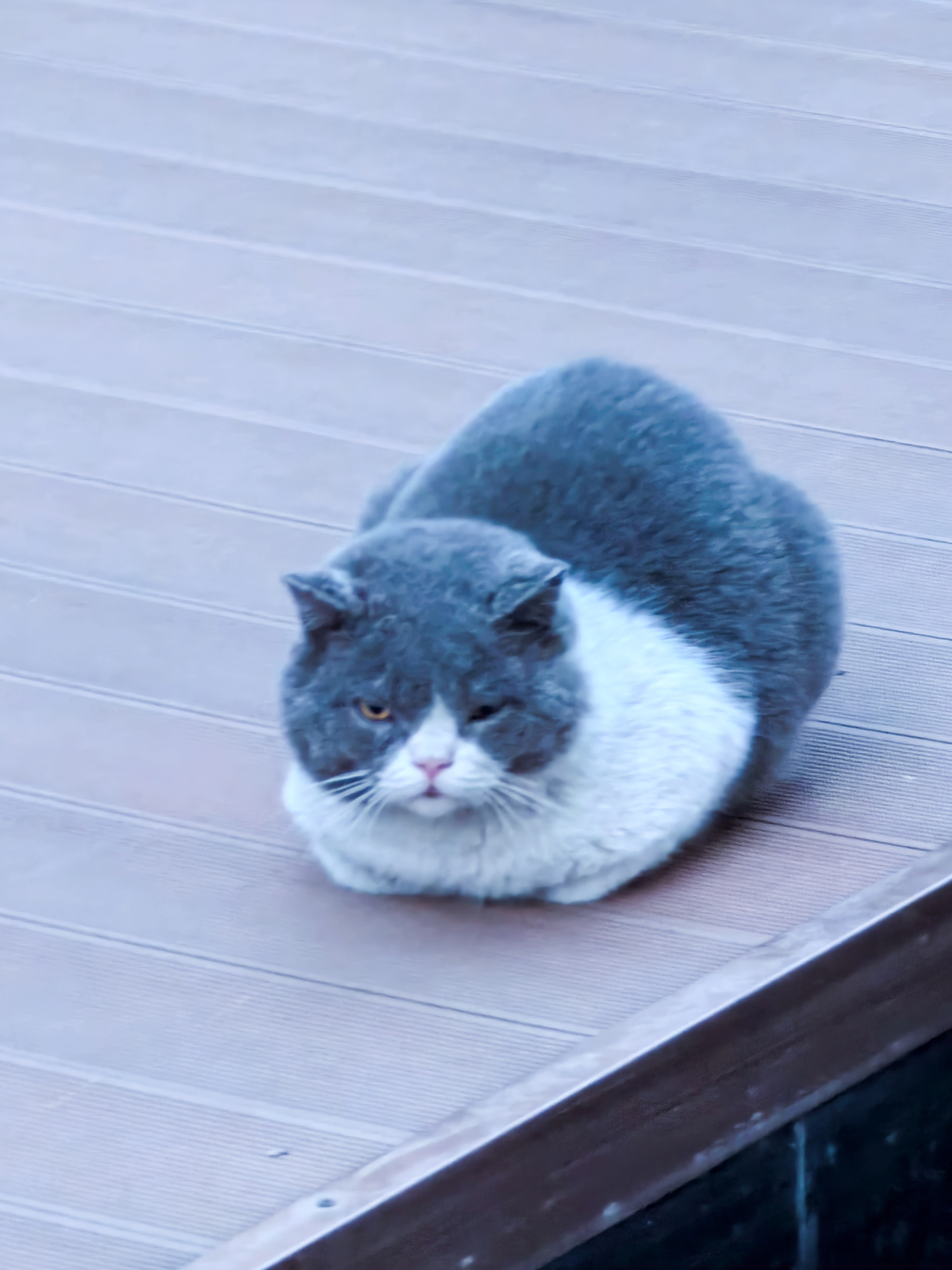 这是总来我家院子的流浪猫中比较帅的一只…啥品种？ 
