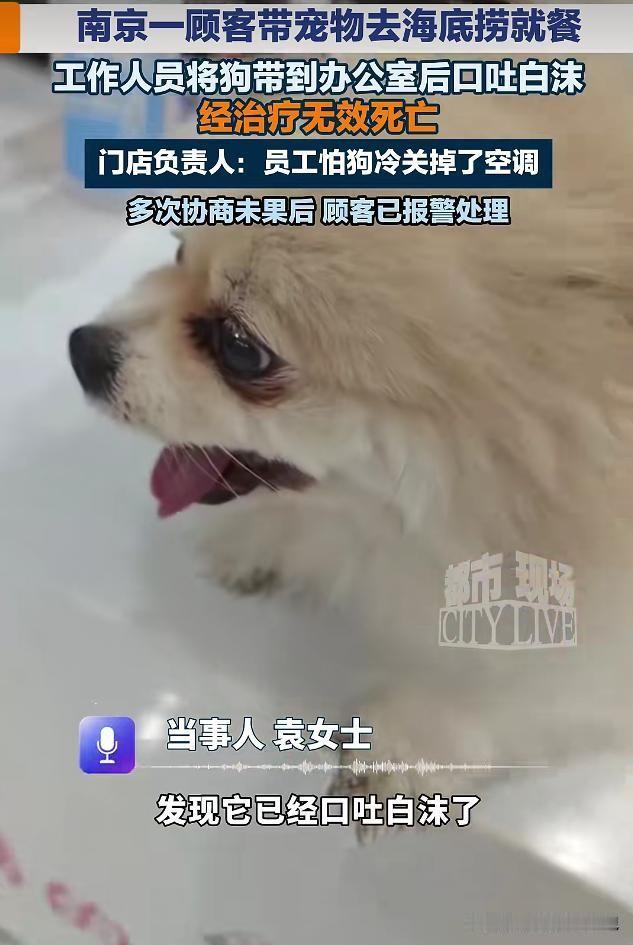 江苏南京，女子带着她的毛孩子去吃火锅，她把爱犬交给店员照看，对方拍着胸脯保证空调