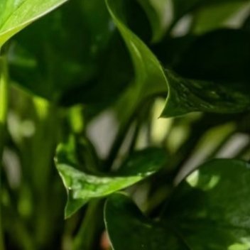 绿萝的种植一、种植方式（土培/水培） 土培（更易养爆盆）1. 土壤选择：用疏松透