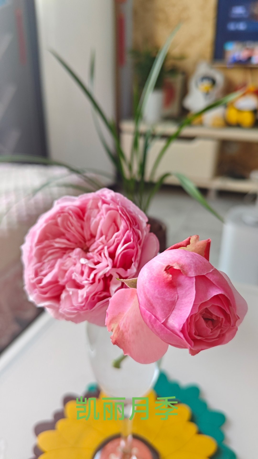 凯丽这款月季太优秀了，花苞太大太沉，竟然把枝条压折了！