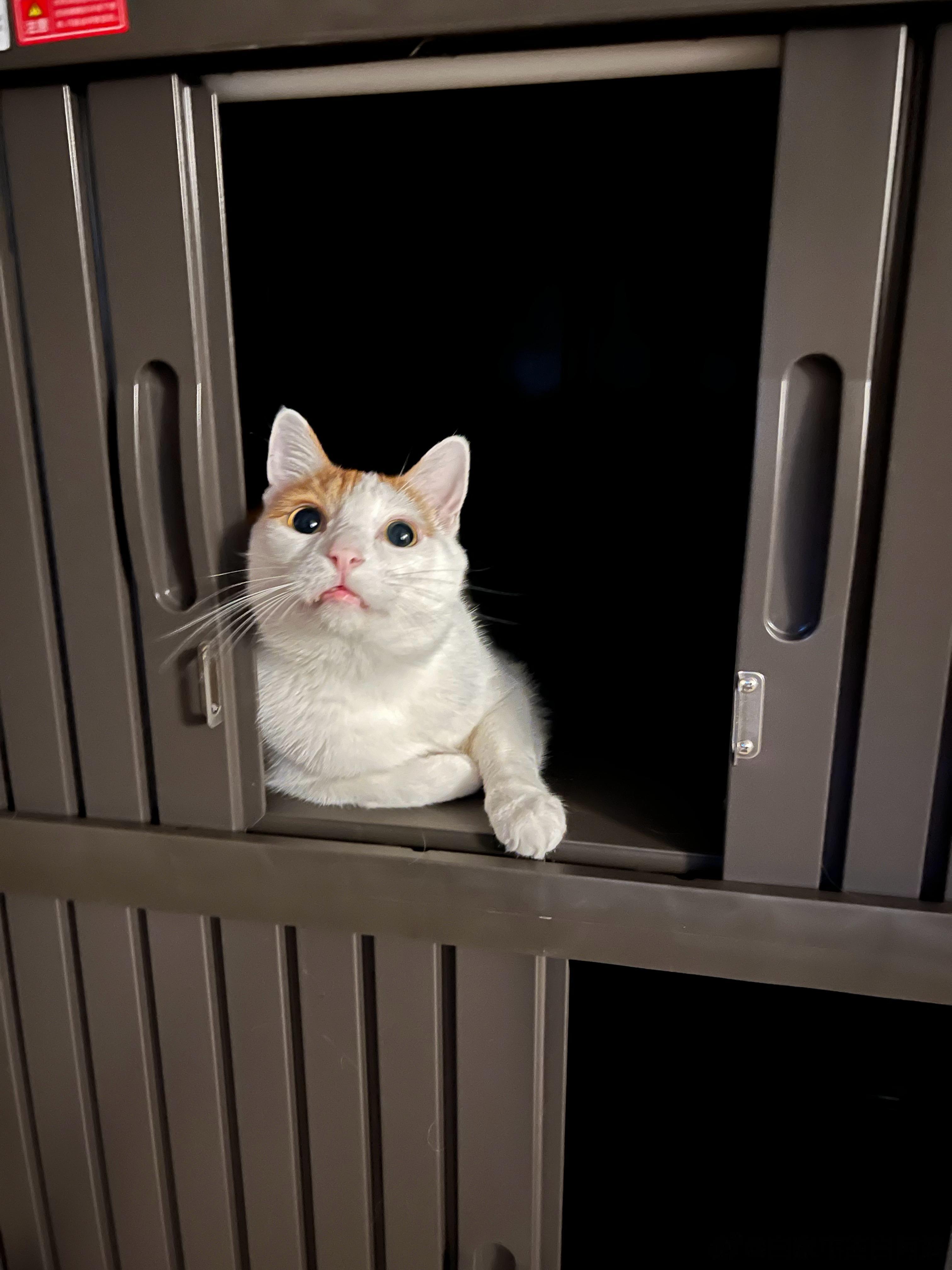 早早早！猴猴自从有了住房，这脸蛋子明显外扩不少，我没告诉他这房子明天要搬外面去了