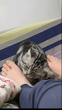 刚开始心疼人，后来心疼猫！ 