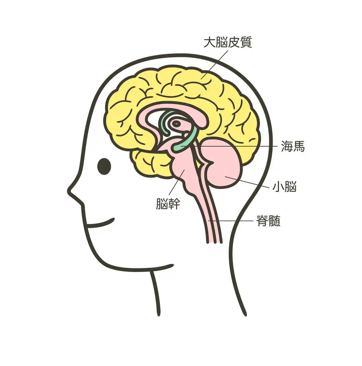 不同年龄段大脑功能有无差异？
       我认为，差异明显。小孩大脑如海绵，吸