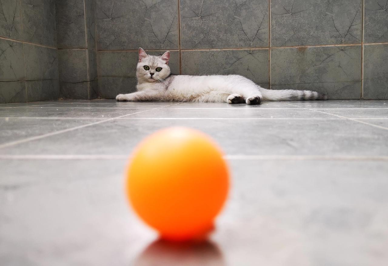 樊振东会如何面对乒协领导喊话？
乒协领导在“两会面对面”记者采访中表示：国乒，包