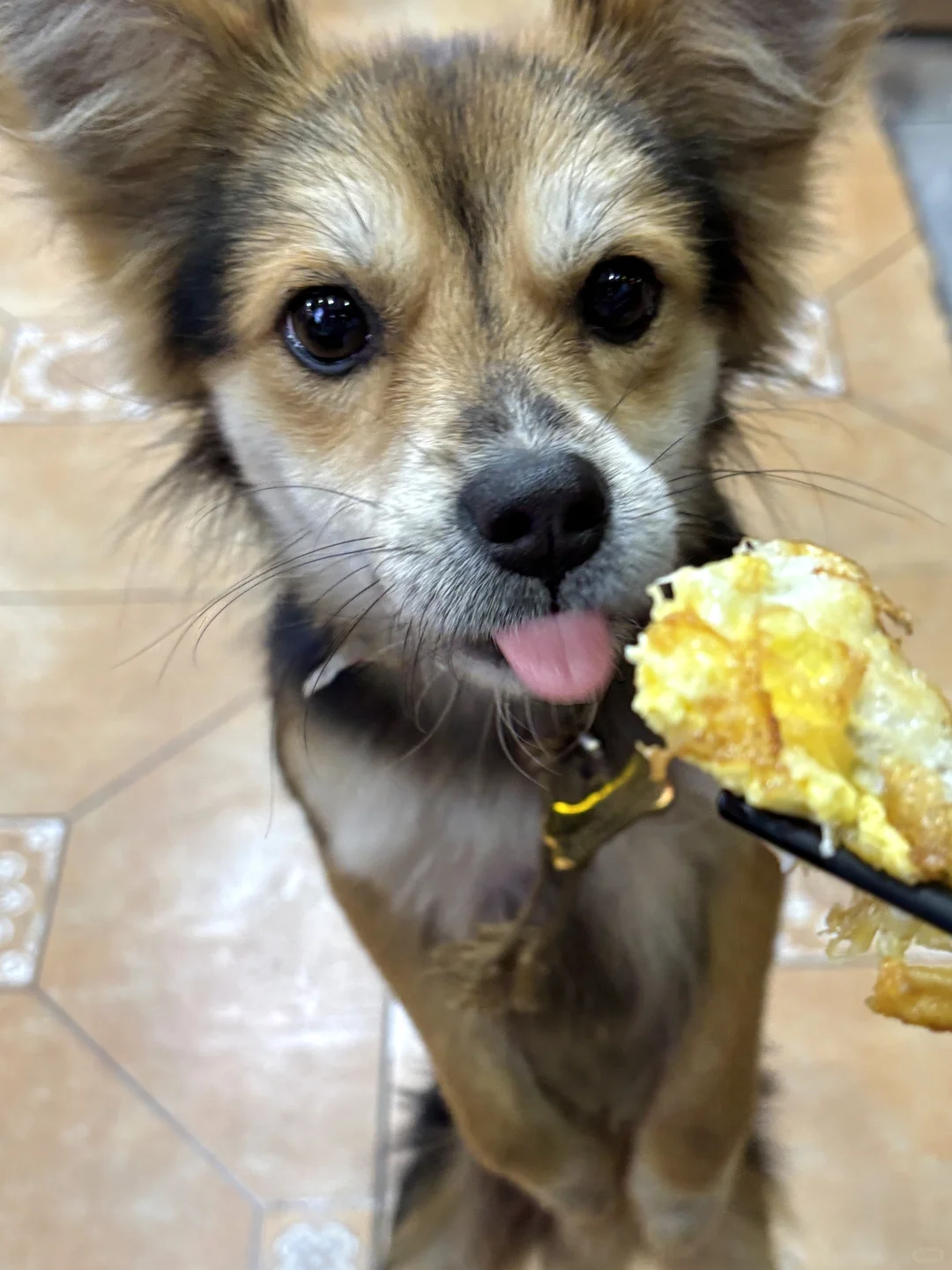 不吃鸡蛋但爱吃煎蛋的狐狸狗