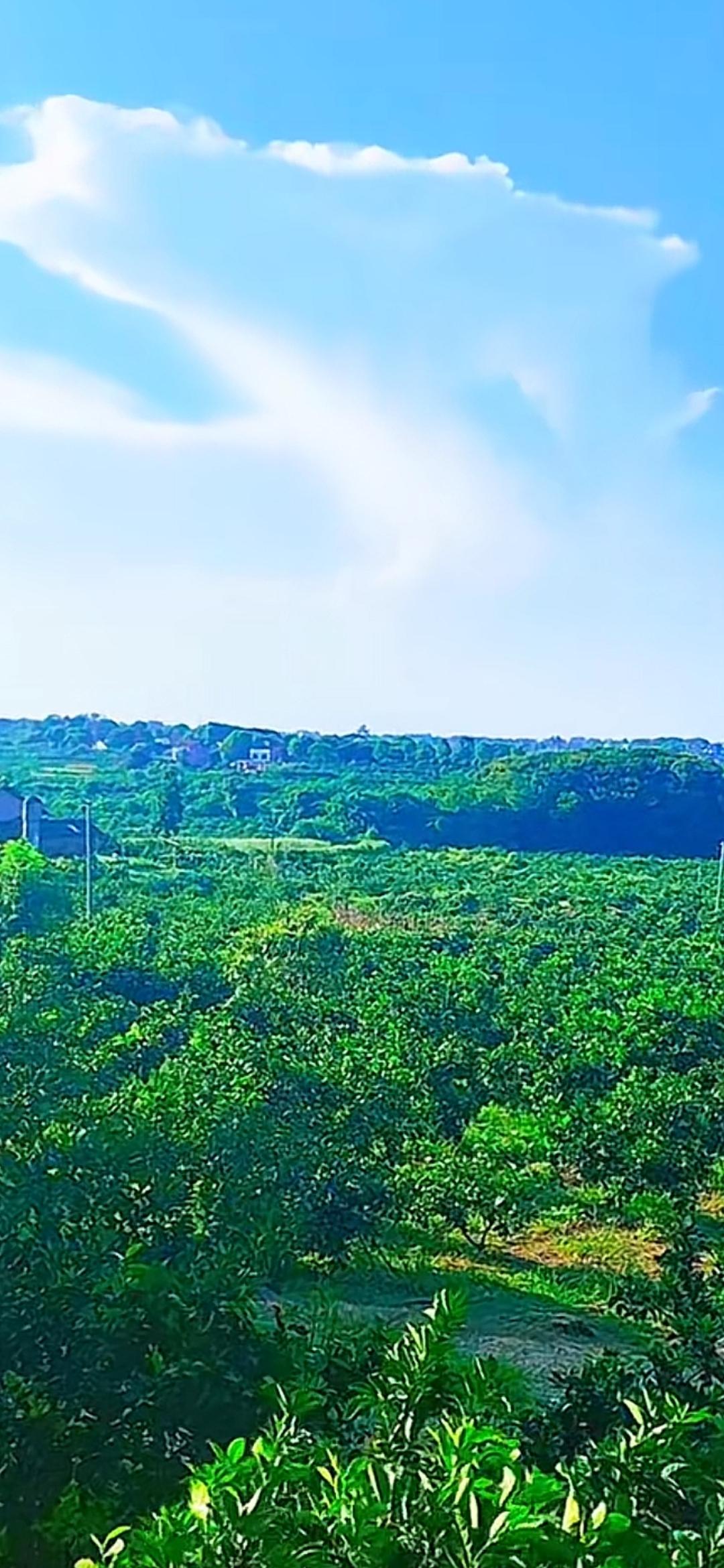 这两幅图像，刚好拼出了“烟火”与“闲云”的两端。
 
第一幅是山野的呼吸：浓得化