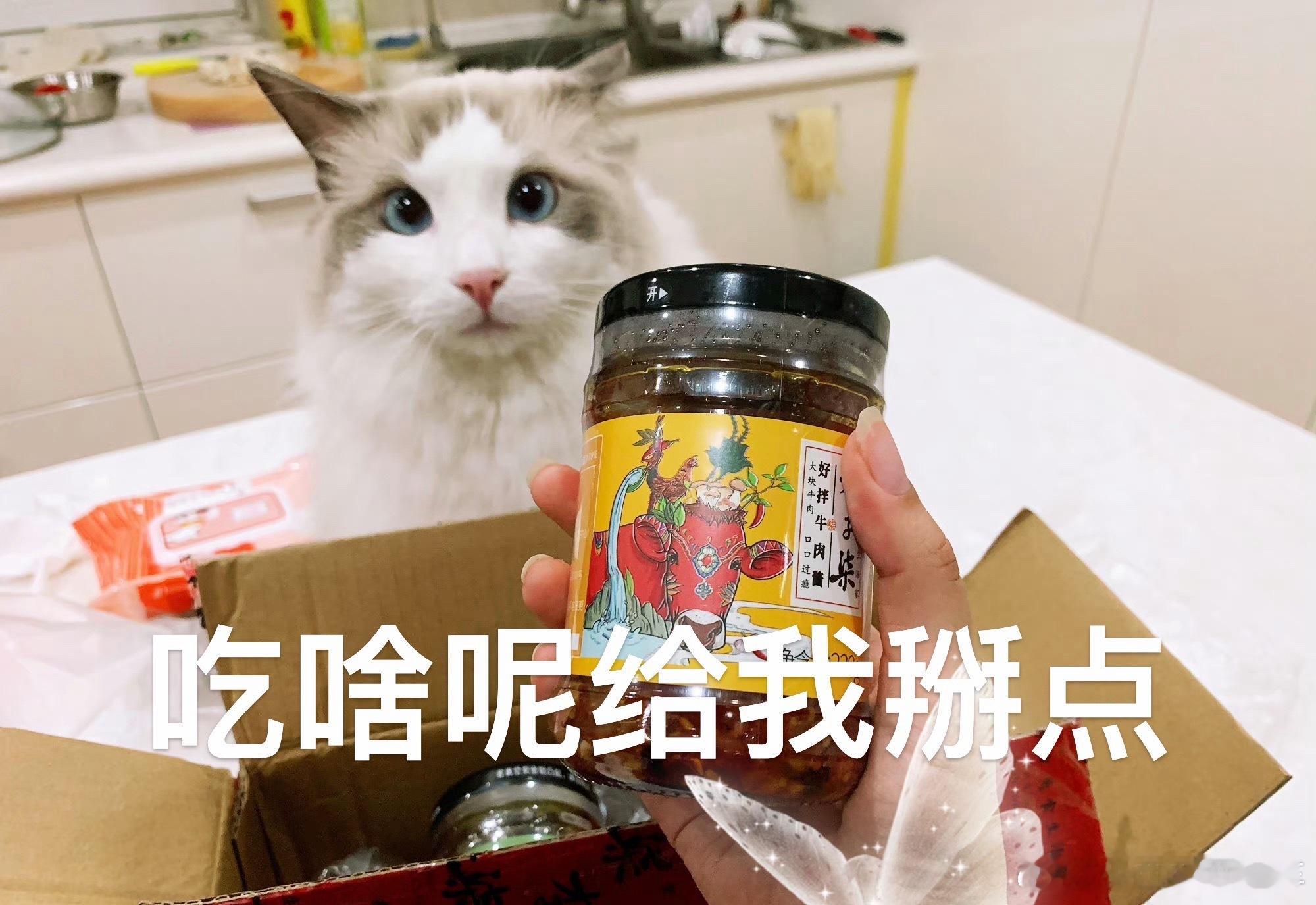 耳聋小猫因为可爱被导演选中那……大家喜欢对眼小猫吗[围观]看看我家豆汁儿 能不能