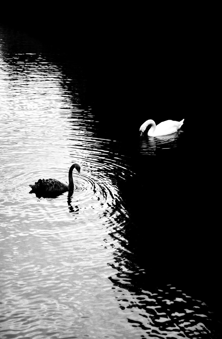 🦢 
