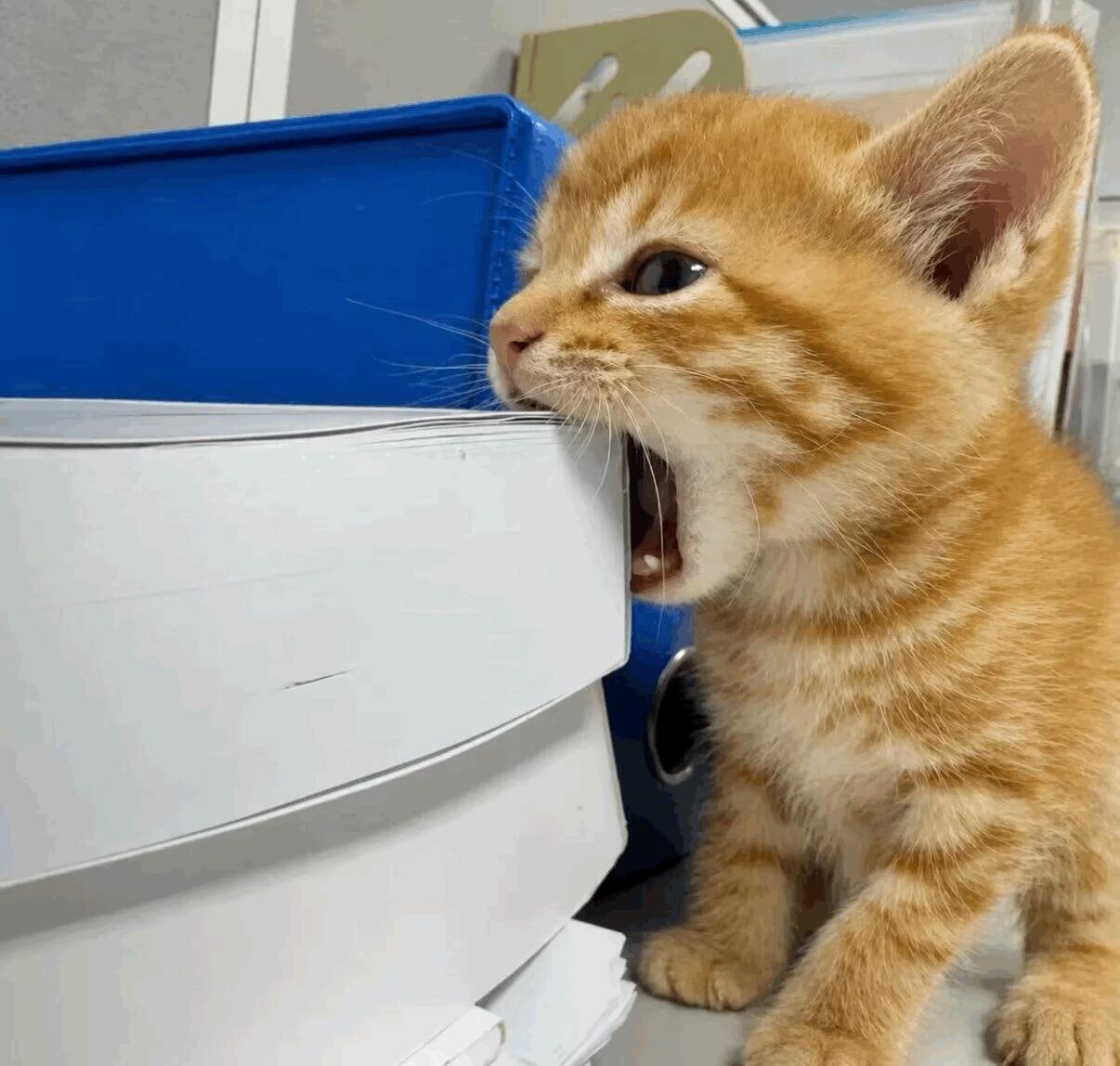 审猫积累๑> <๑♡ 