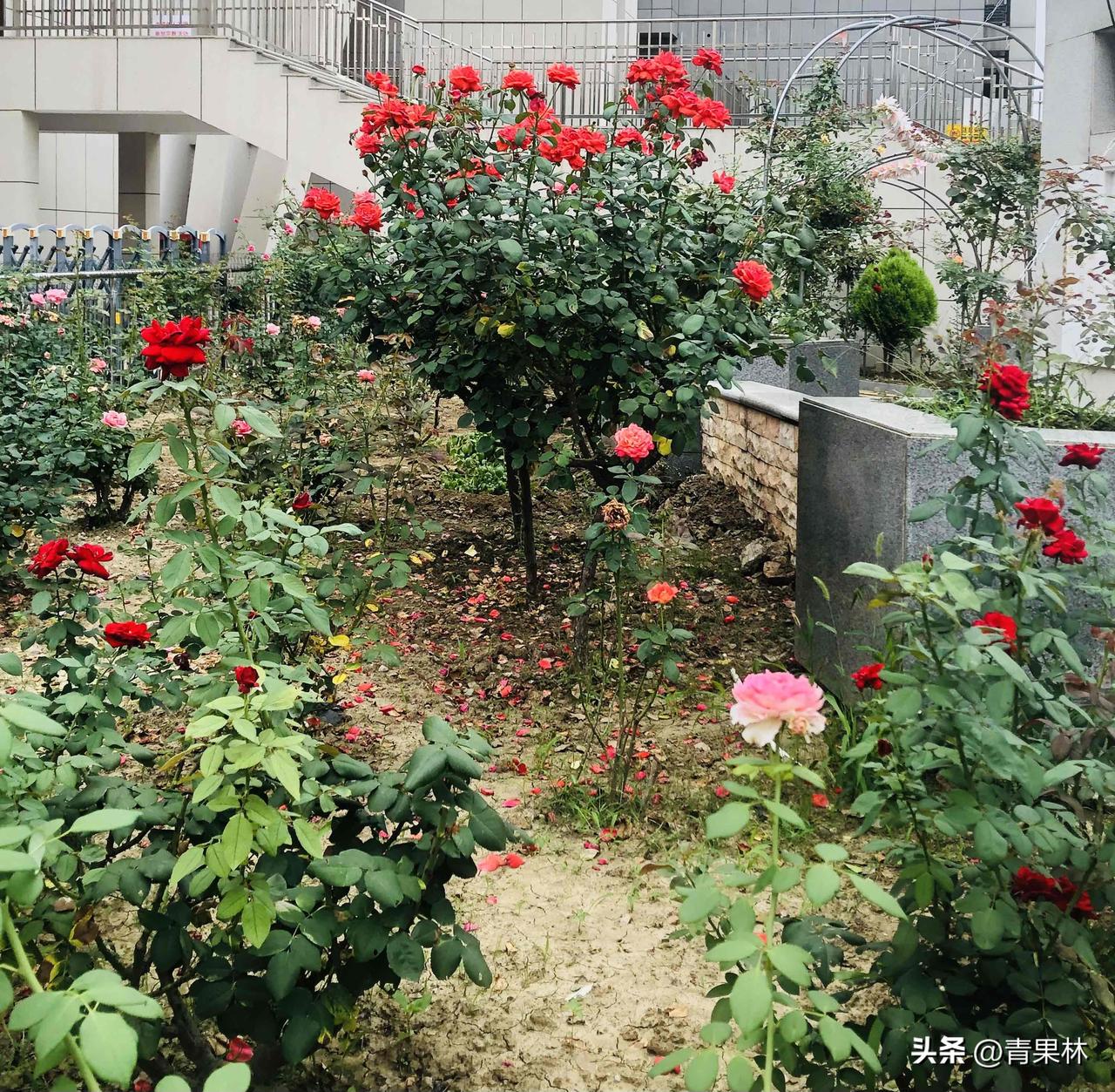闲暇之余随手一拍，小院里繁花肆意绽放。月季姹紫嫣红，红色、黄色、粉色相间开得热烈