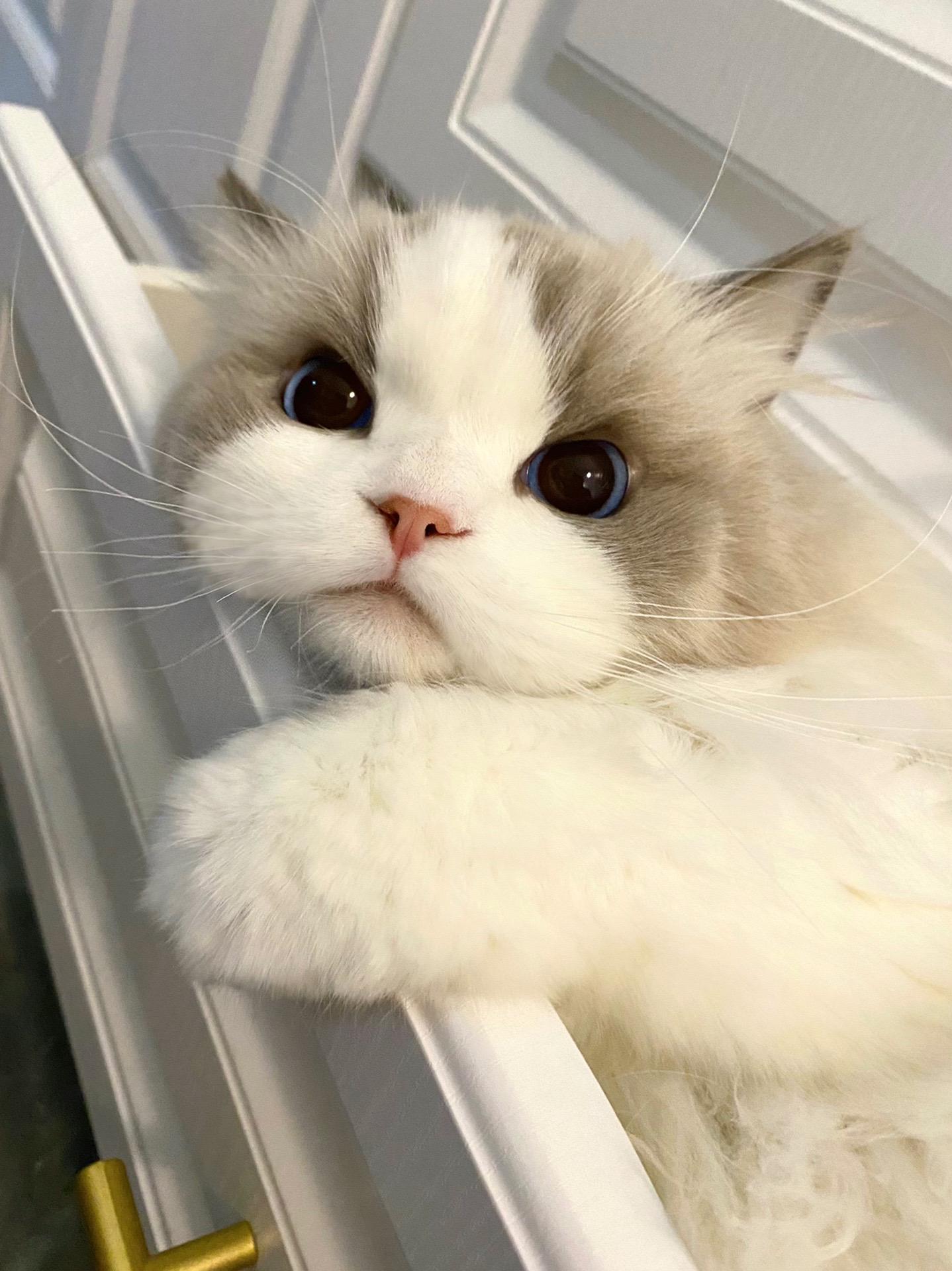 下班晚回家看到这一幕。回来怎么都找不着奶米了 以为出门的时候趁我没注意...