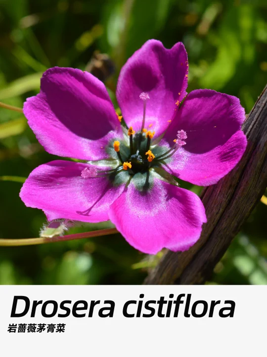 带你每天认识一种花材372｜岩蔷薇茅膏菜