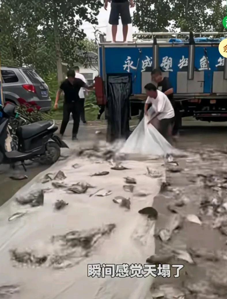 钓鱼塘开袋放鱼，几位钓友好心帮忙，却出现意外，他们几个手拽塑料袋，
想把鱼跟水放