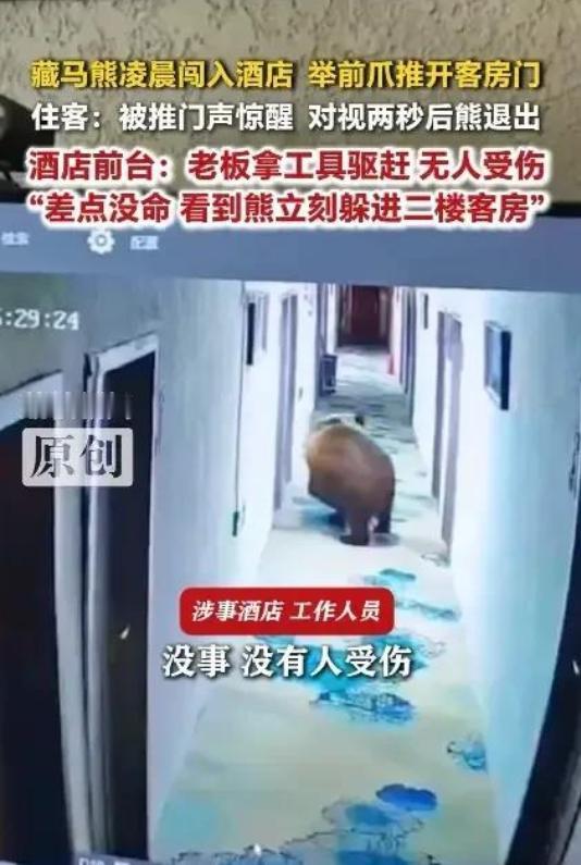 “太吓人了！”西藏那曲，一只野生的藏马熊闯进酒店，店内工作人员误判是来人了，藏马