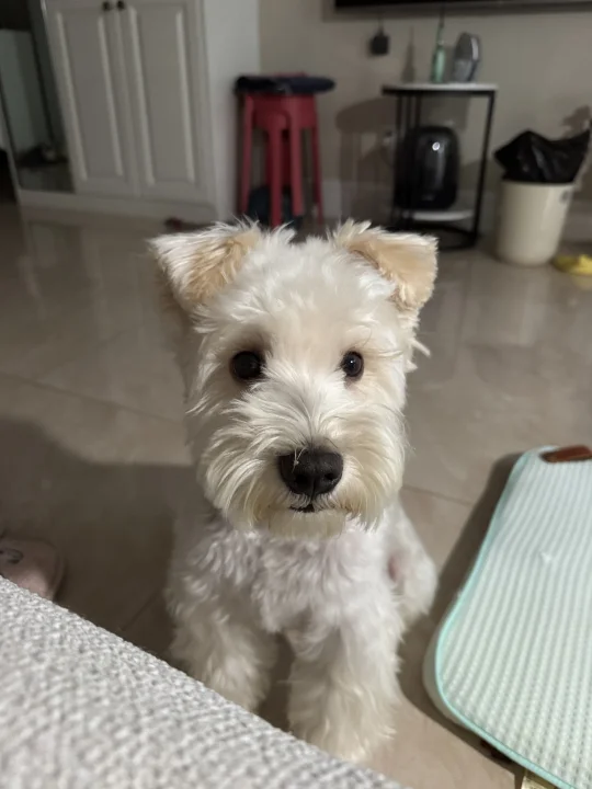 今天是香香小狗