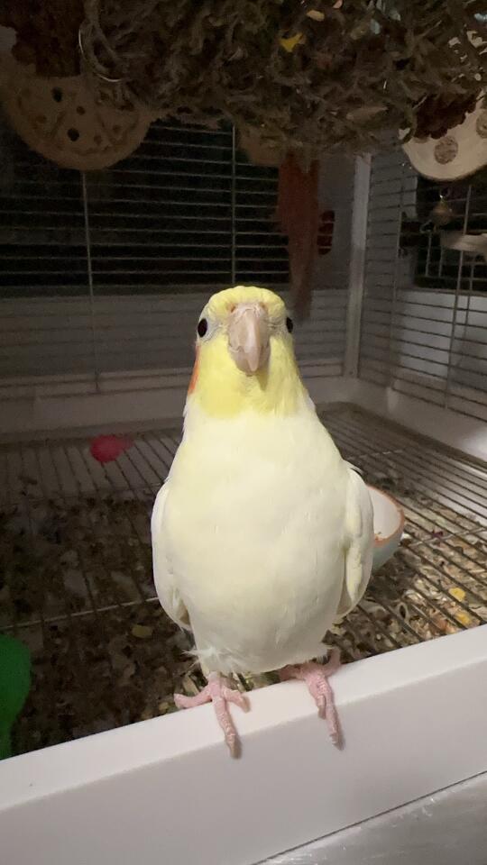 长长的鸡条