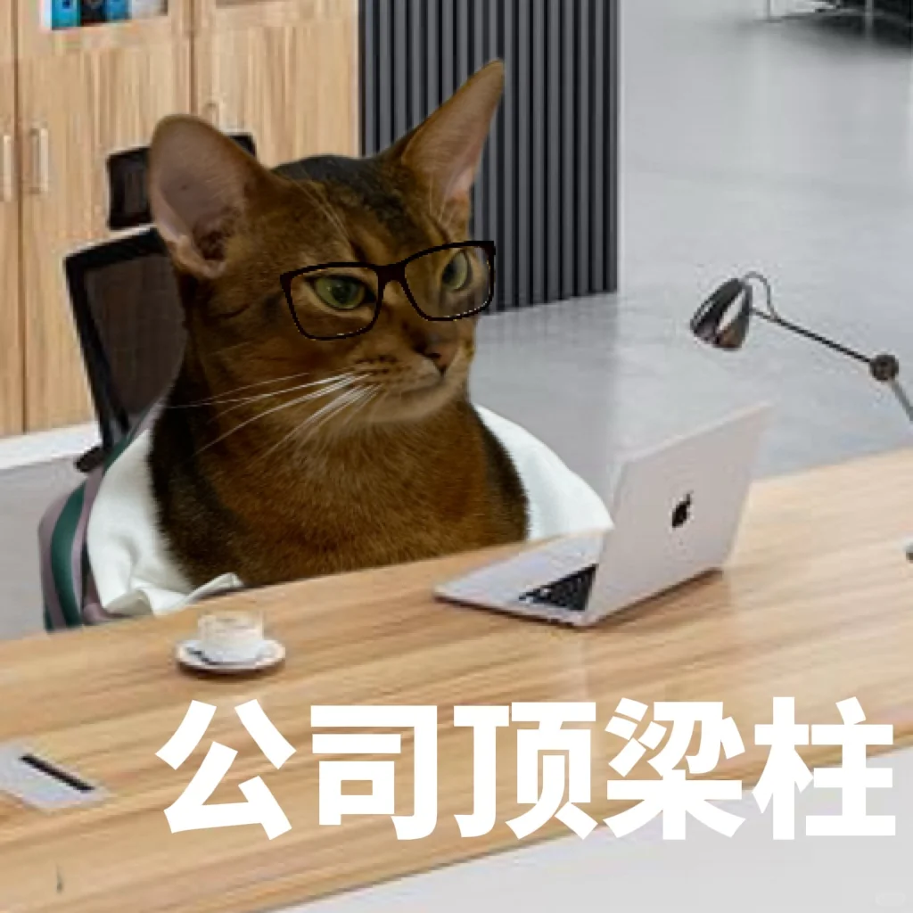 把小猫送去打工