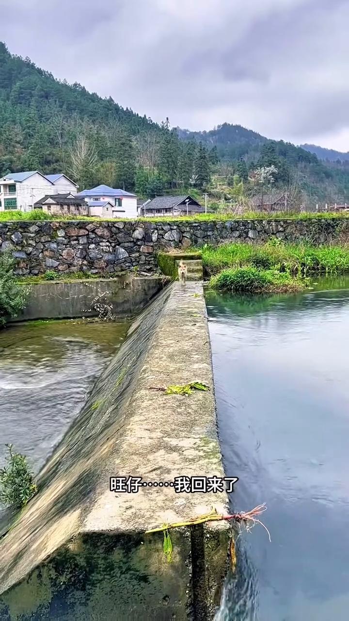 旺仔，我回来了。