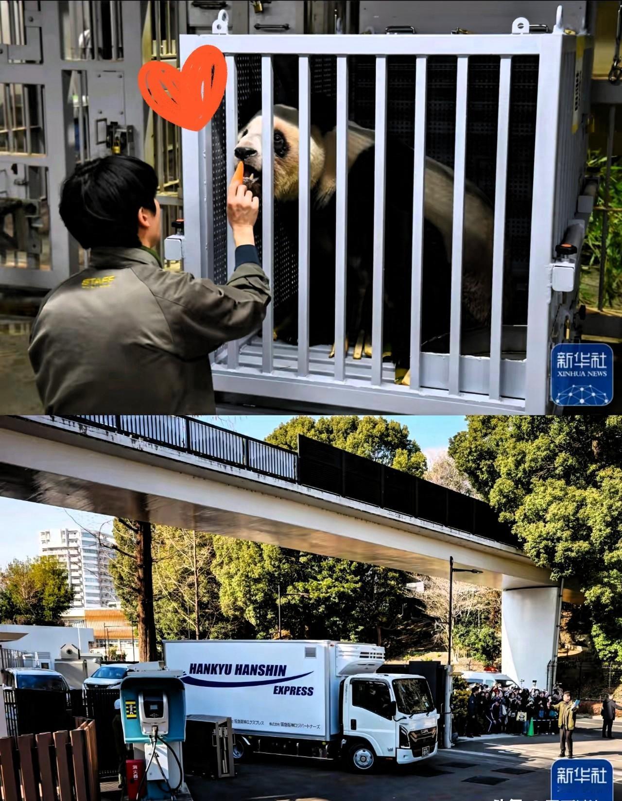 晓晓蕾蕾回中国了，

上野动物园空了，

碧峰峡的竹子刚运到。

它们坐飞机那天