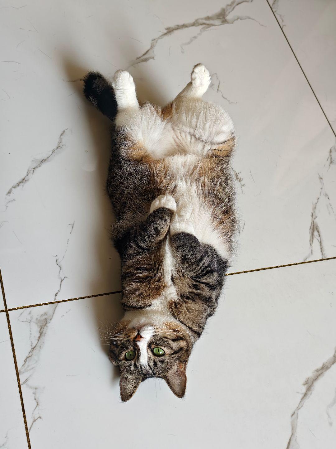 诶呀咪咪，你也爱我吧，不然怎么不说话。