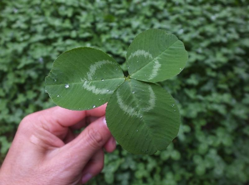 抵抗变老是大家关心的事儿，其实不用花大钱。饮食上，每顿少吃点，2024年《自然·