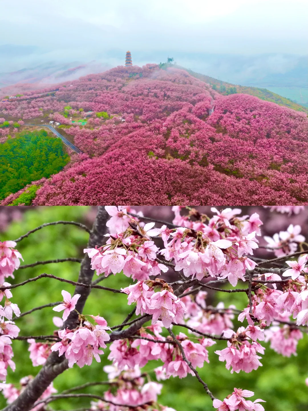 福樱满园，两岸同春。 2026海峡两岸清流樱花文化季浪漫启幕🌸 马年...