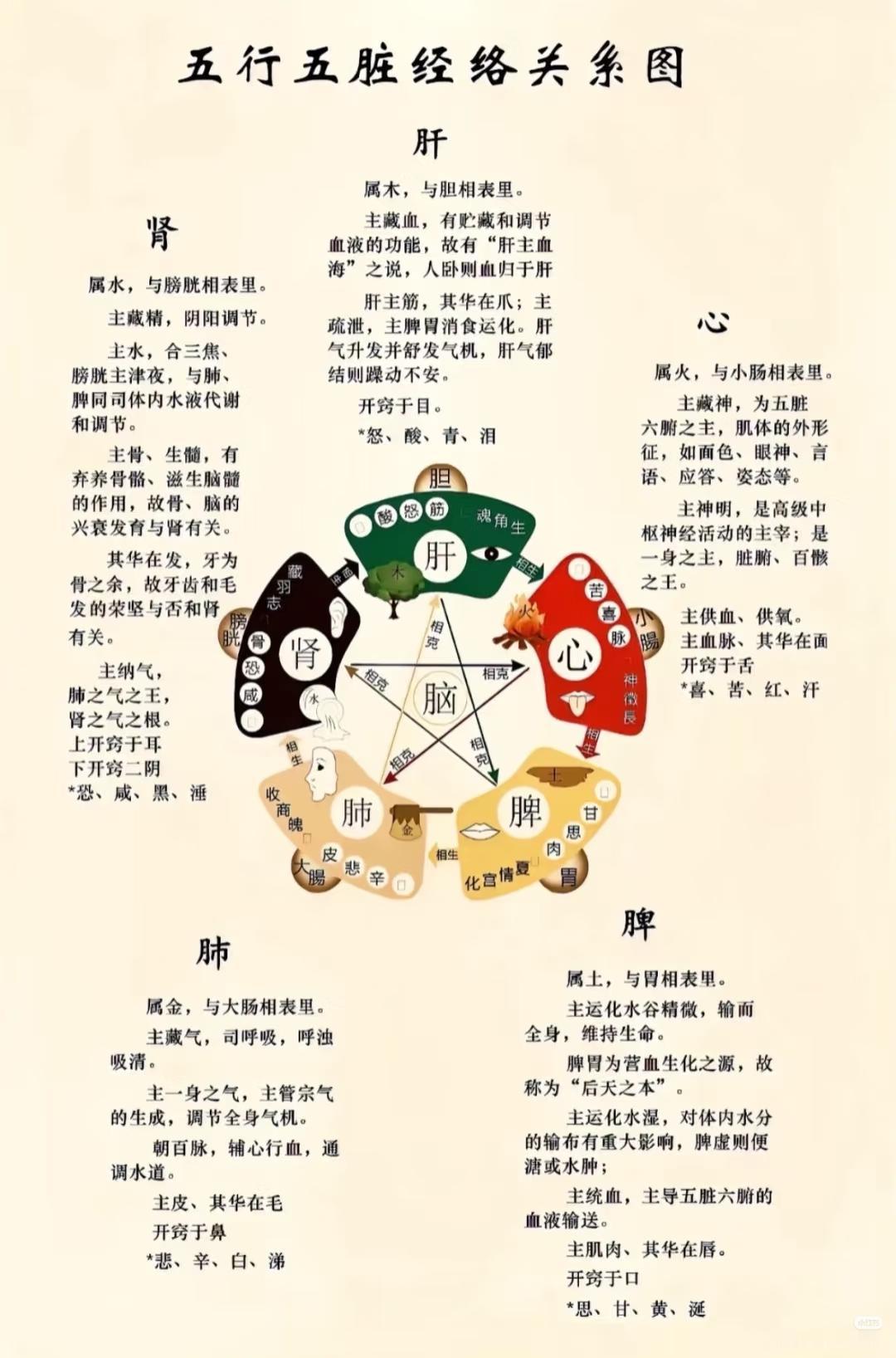 五行五脏经络关系图可太有意思了。五行有相生相克的关系，像木生火，钻木能取火；火生