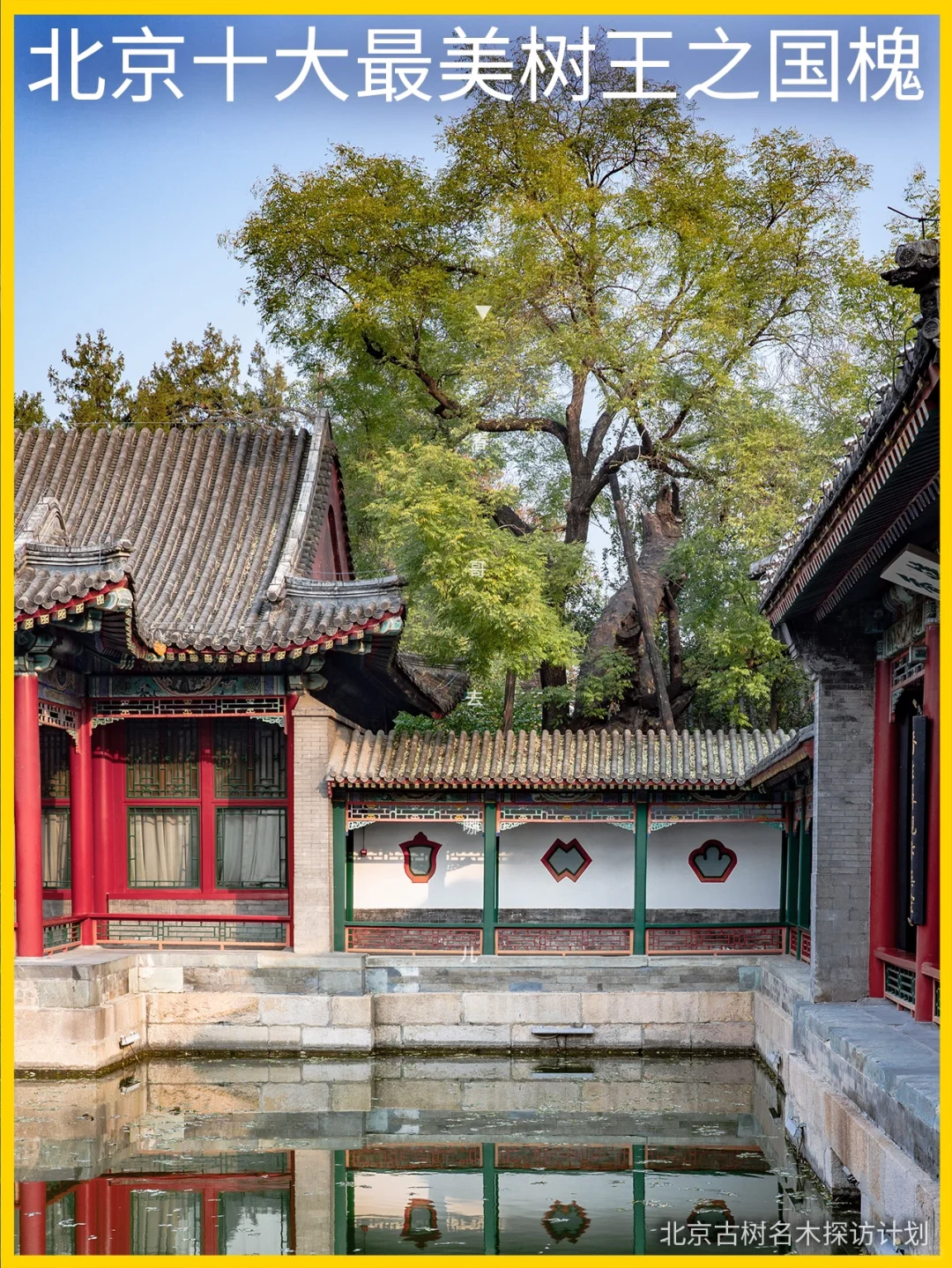 北海公园神秘庭院每天仅开1小时，内有唐槐