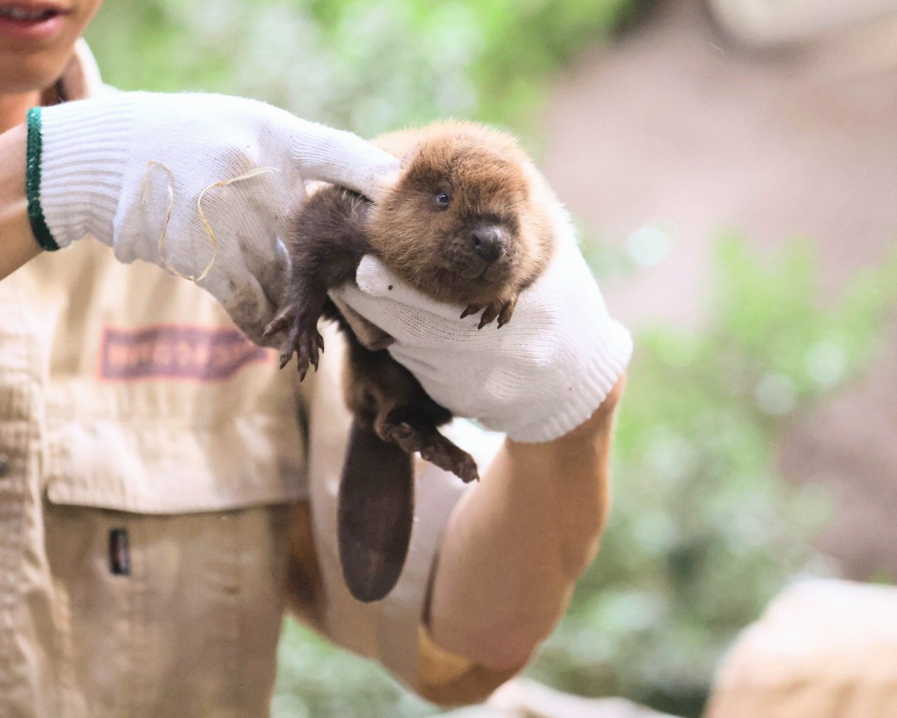 河狸 宝宝你已经是一颗可以自理的小猕猴桃了【推：higashiyama5555】