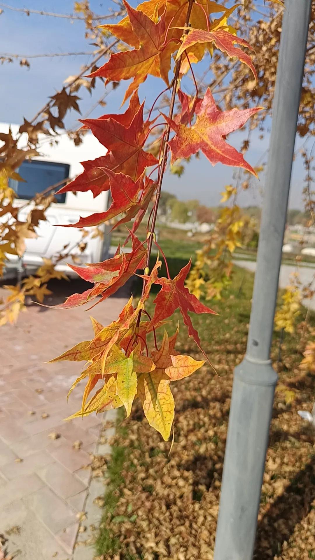 #可以分享一张秋景树叶照片吗#
秋  景