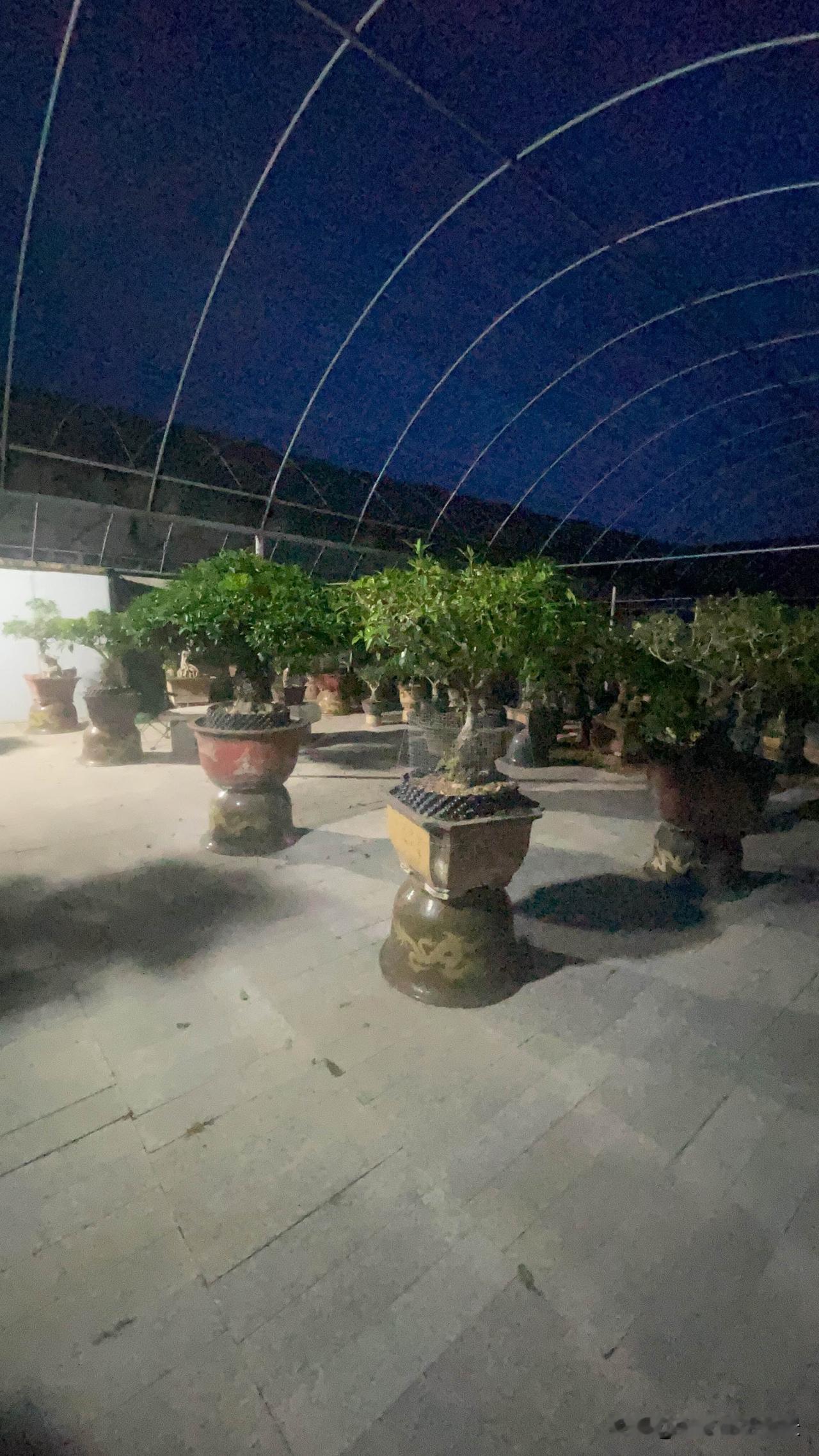 桂花树叶子尖干枯怎么办缺过水导致的，某个阶段浇水不够及时，后面要浇水及时