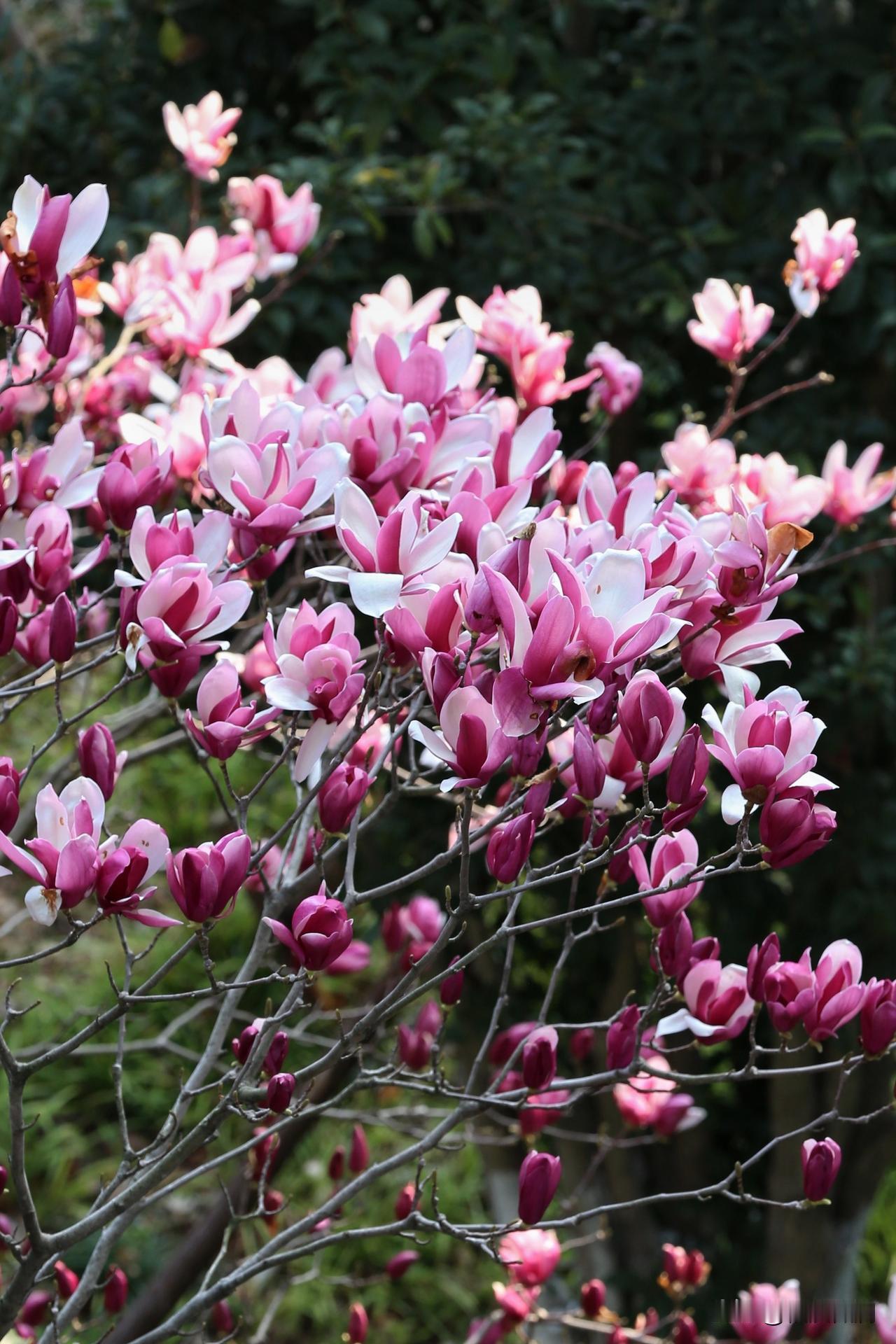 二乔玉兰，白玉兰，配一个拼盘。