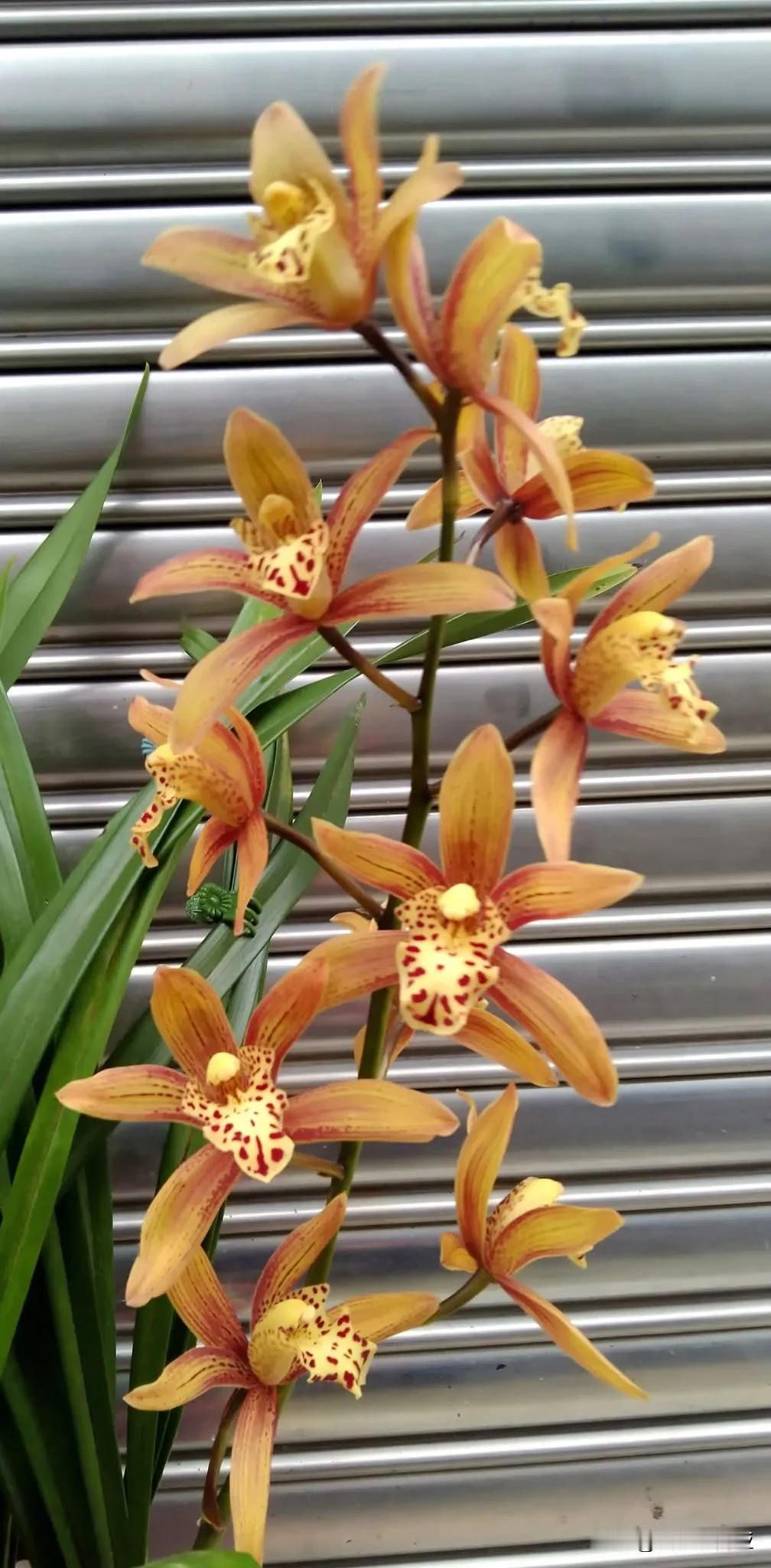 早安~氣溫降請穿暖、週末快樂賞我家西藏西頭蘭