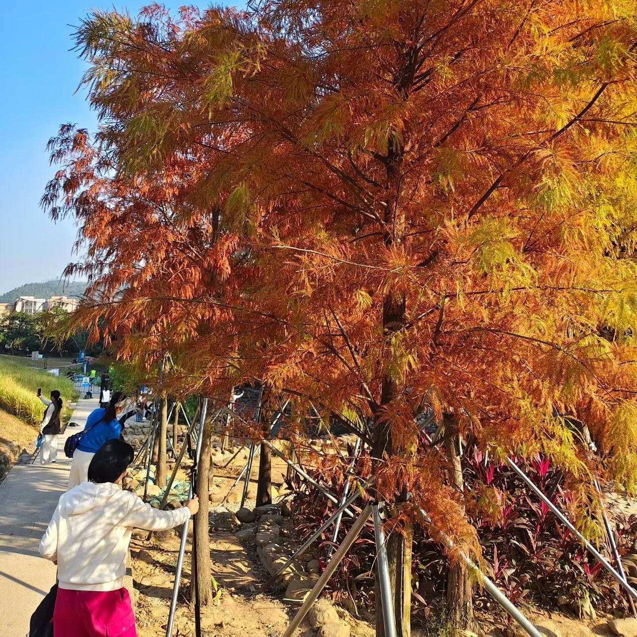 那些迷信美国佬怎么怎么厉害的人，脑子里绝对是有疤，美国，曾经是人间天堂那没错，现