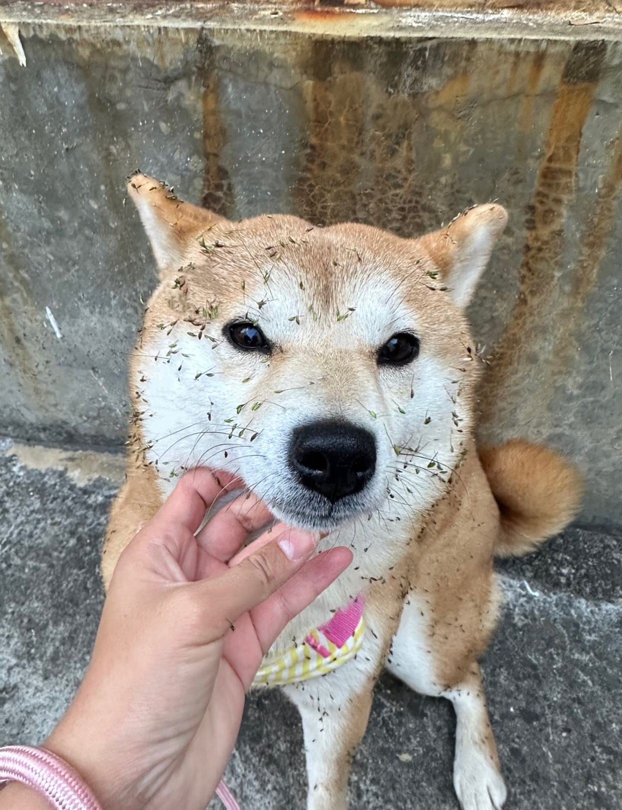 带小狗爬山的下场be like带一只完整的小狗上山下山就会变成亚麻籽吐司面包