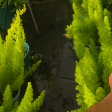 狐尾天门冬（毛绒绒的九尾狐）针叶密集，全身翠绿，像狐狸尾巴一样松软可爱。生命力顽