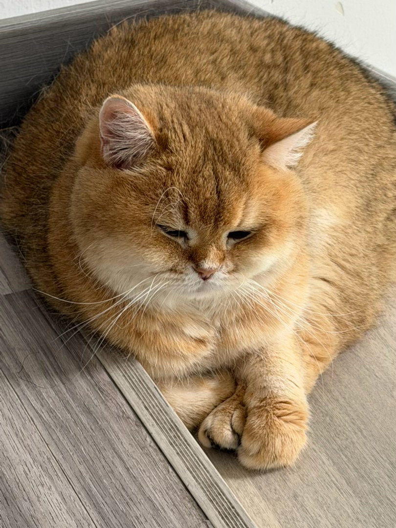 猫宁！啧，小猫咪变成球了，有感觉吗？扎一下会漏气吗？