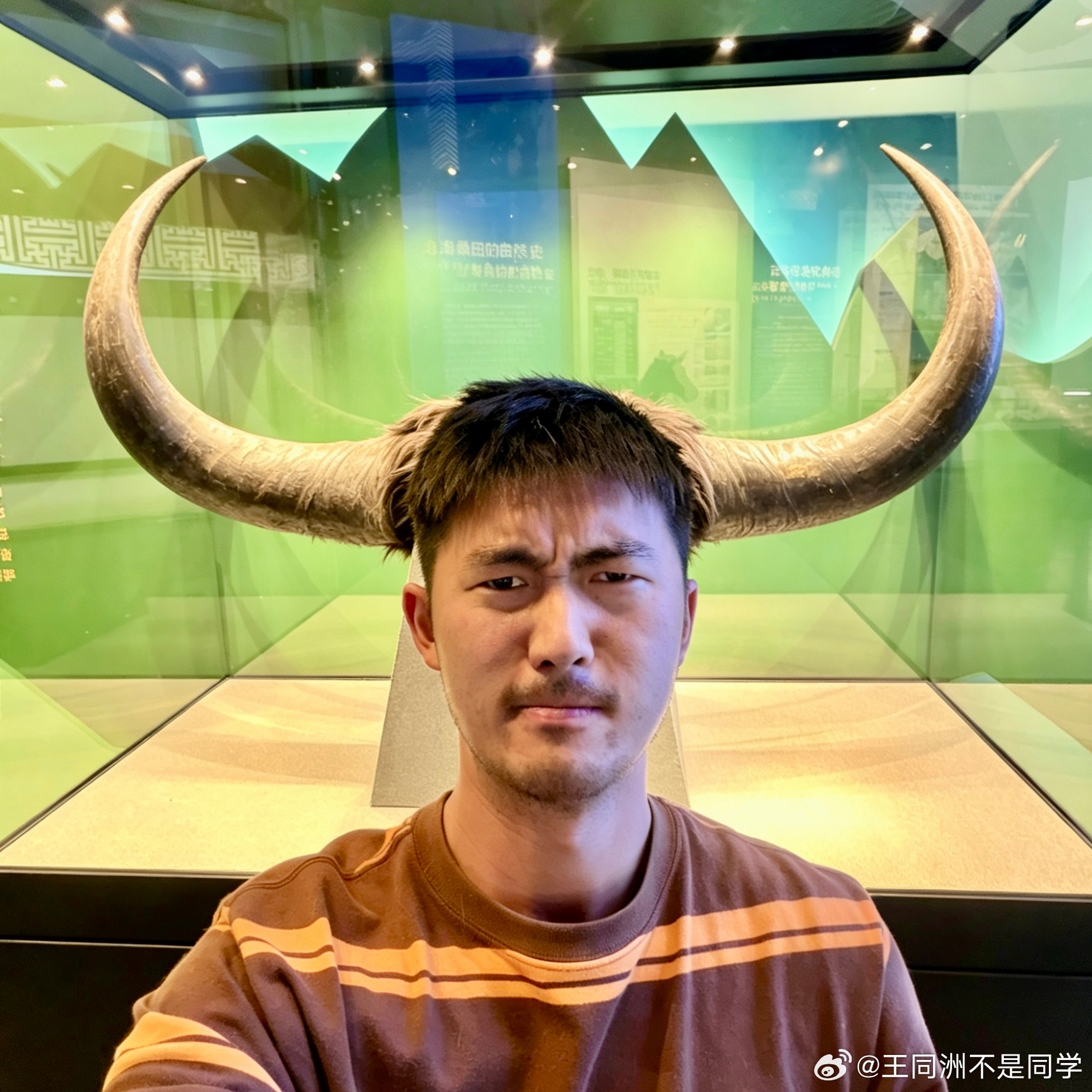 给没来过西藏的朋友看看：如果你在这时间够长，会逐渐变成这样这是祥瑞啊！牦牛上身了