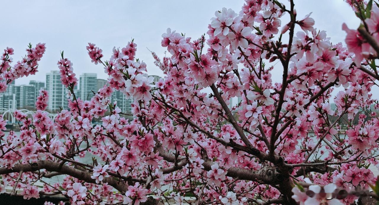 二月春深似酒浓，桃花万点笑东风。