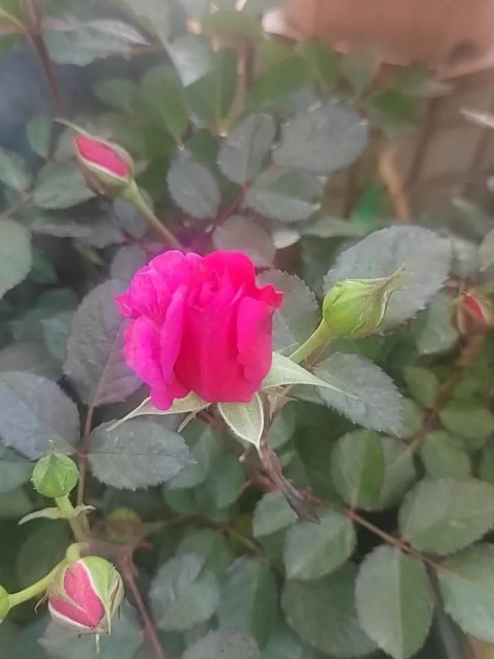 自己养的好不容易开花了，但是花朵太小了，怎么回事