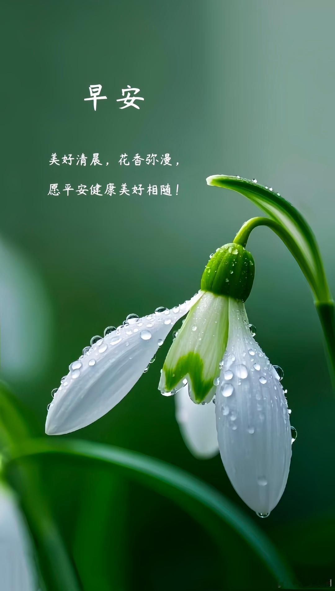 早安美好清晨，花香弥漫，愿平安健康美好相随！ 