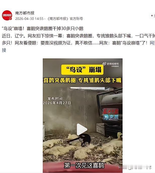 “大开眼界！”4月30日曝出辽宁离谱一幕，一只喜鹊莫名闯入农户鹅圈，行为凶狠又诡