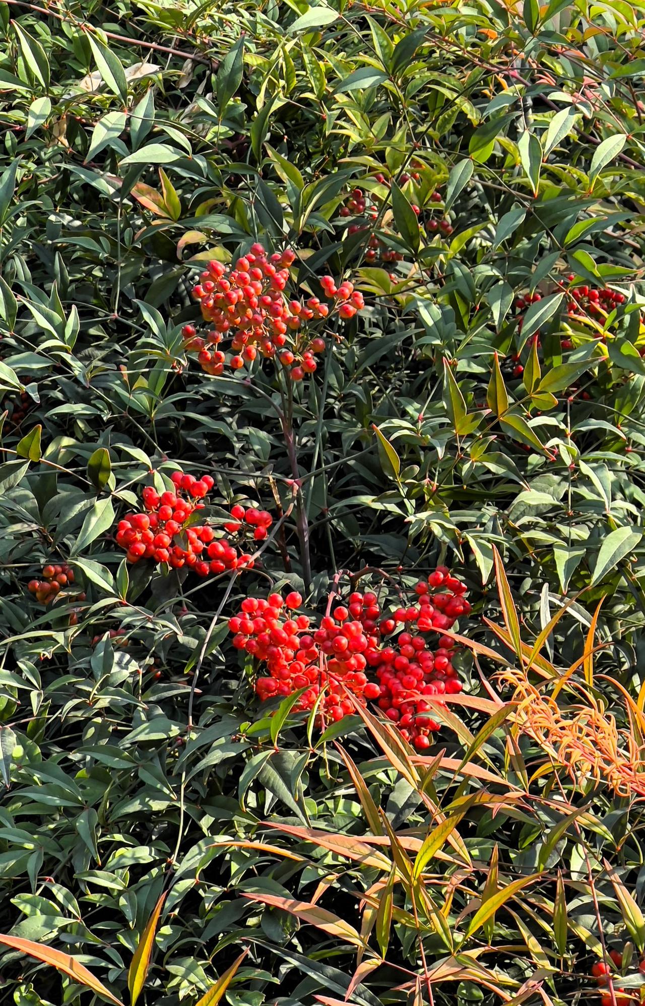 【原创】初冬紫竹院小景：南天竹之美：红果绿叶，自然之美，生机盎然！🍃🍒