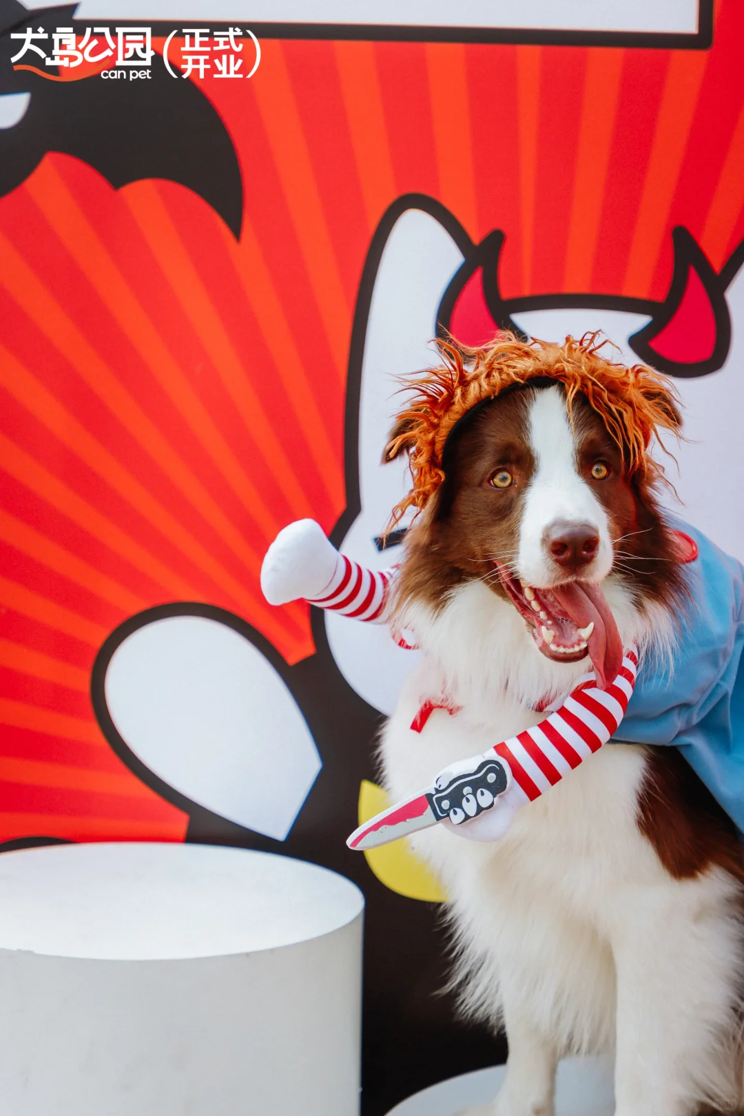 成都宠物友好又又又next level了！