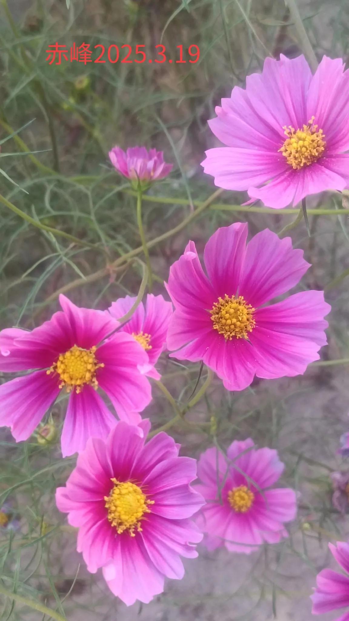 分享一张随手拍的花。随手一拍，路边鲜花。