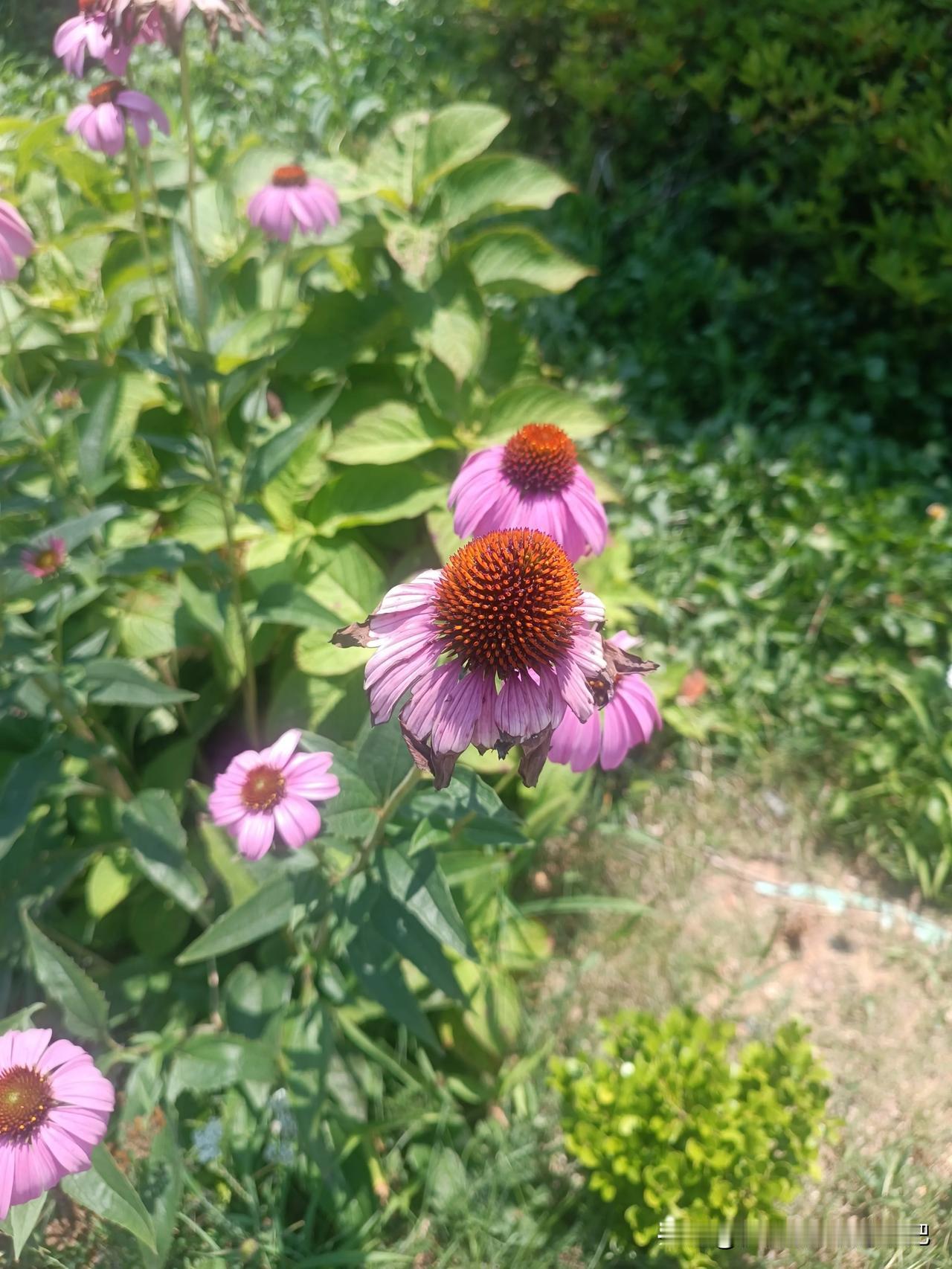 挺漂亮的花